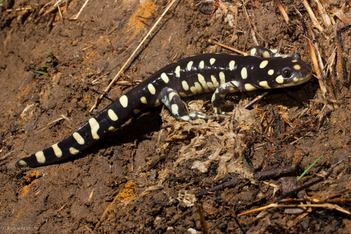 California Tiger Salamander reference