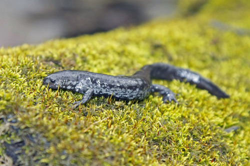 Small-mouthed Salamander reference