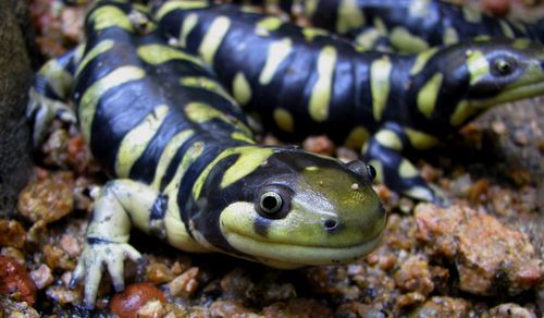 Tiger Salamander reference