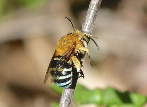 Blue-banded Bee reference