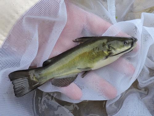 Black Bullhead reference