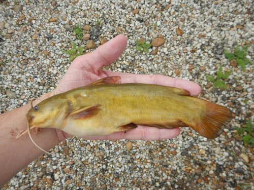 Yellow Bullhead reference