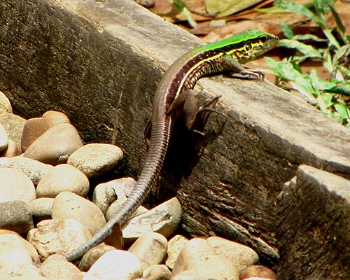 Green Ameiva reference