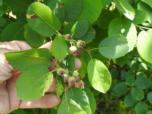 Saskatoon Serviceberry reference