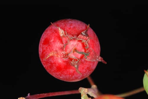 Downy Serviceberry reference