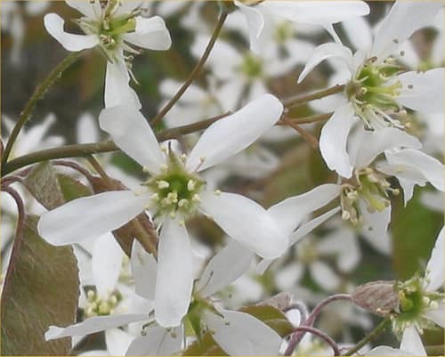 Canadian Serviceberry reference