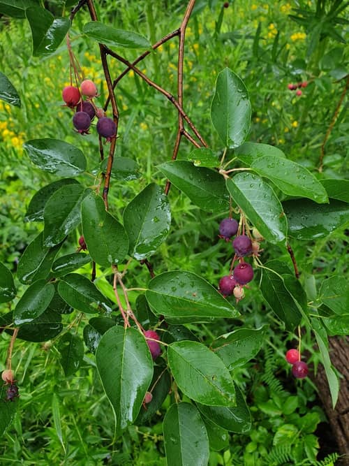 Allegheny Serviceberry reference