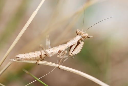 Mediterranean Dwarf Mantis reference