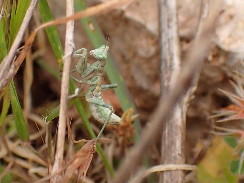 European Dwarf Mantis reference