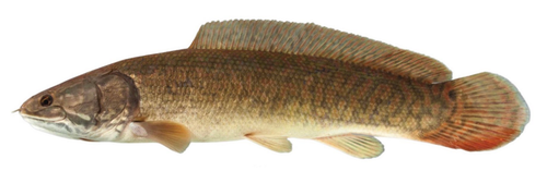 Bowfin reference