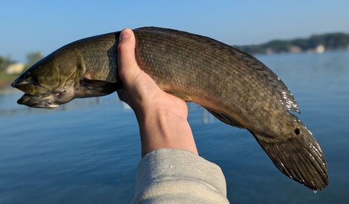 Eyespot Bowfin reference