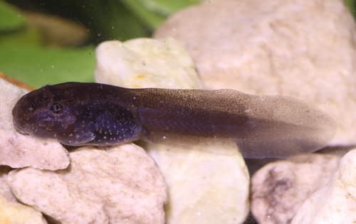 Cape River Frog reference