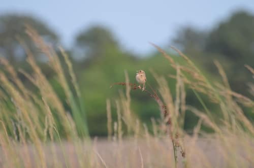 Grasshopper Sparrow reference