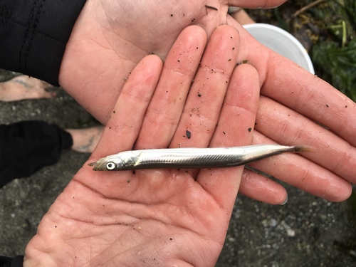 Pacific Sand Lance reference
