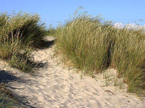 European Beachgrass reference