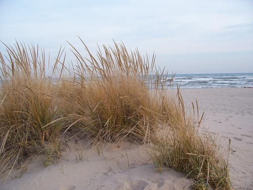 American Beachgrass reference