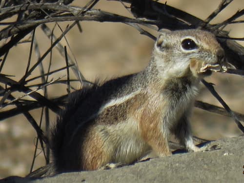 Harris's Antelope Squirrel reference