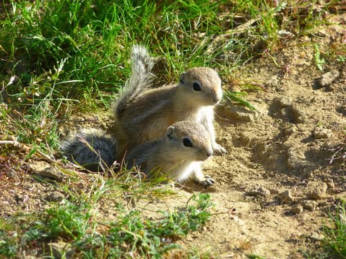 San Joaquin Antelope Squirrel reference