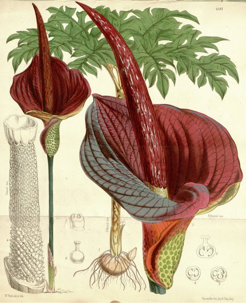 Konjac reference