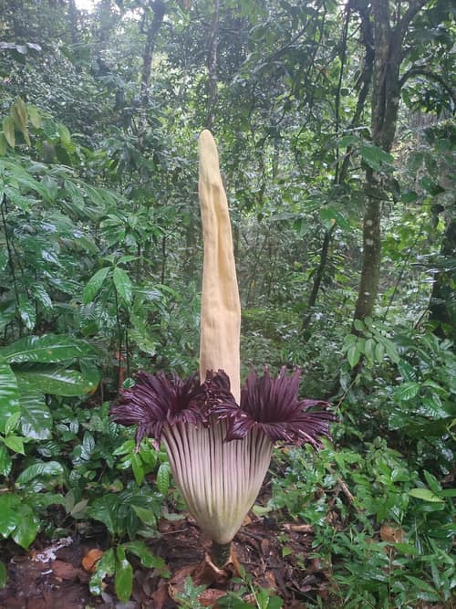 Titan Arum reference