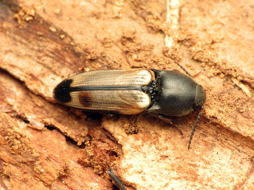 Red-shouldered Click Beetle reference