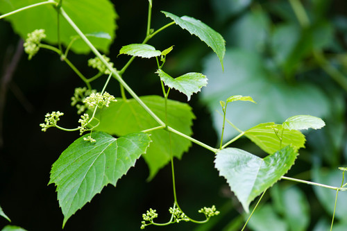 Heartleaf Ampelopsis reference