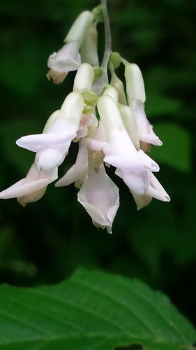 American Hog-peanut reference