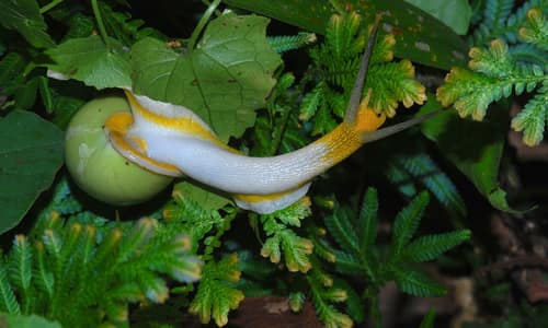 Black-lipped Amphidromus reference