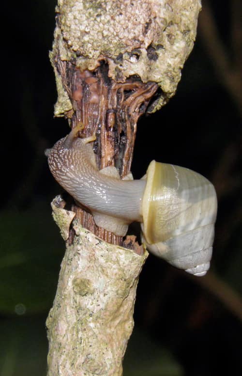 Inverted Amphidromus reference
