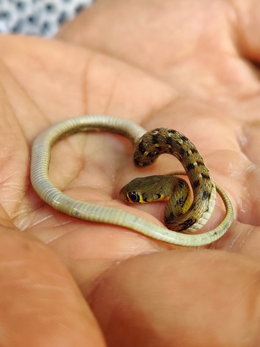 Buff Striped Keelback reference
