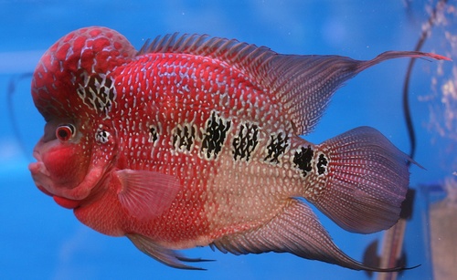 Red Devil Cichlid reference