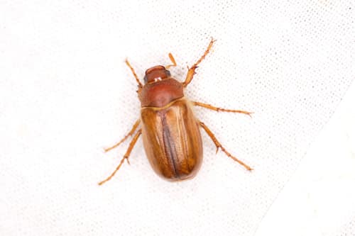 European Chafer reference