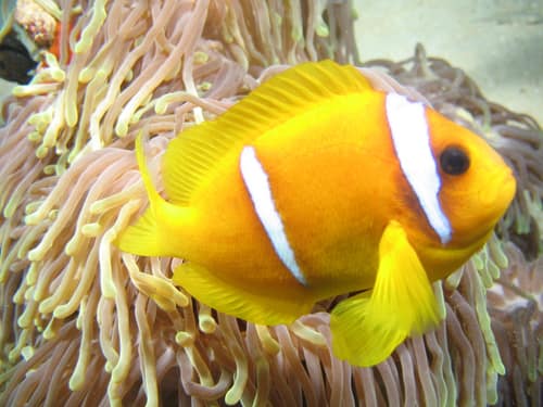 Two-band Anemonefish reference