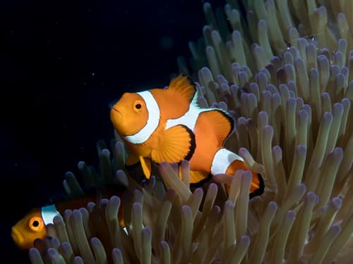 Ocellaris Clownfish reference