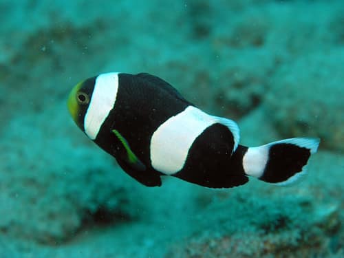 Saddleback Clownfish reference