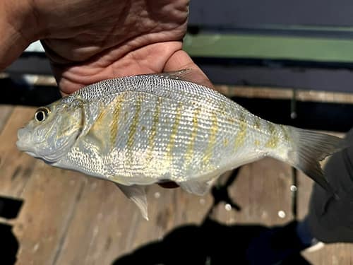 Barred Surfperch reference