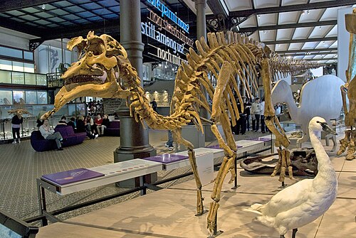 Amurosaurus reference