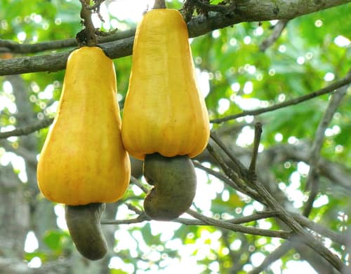 Cashew reference