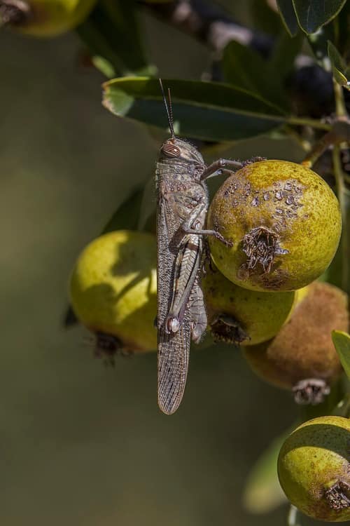 Egyptian Locust reference