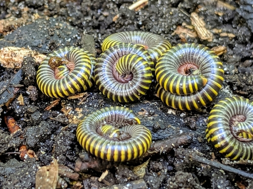 Yellow-banded Millipede reference