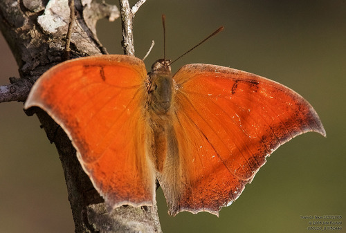 Goatweed Leafwing reference