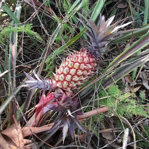 Red Pineapple reference