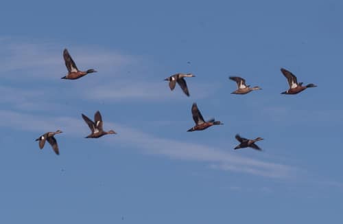 Chestnut Teal reference
