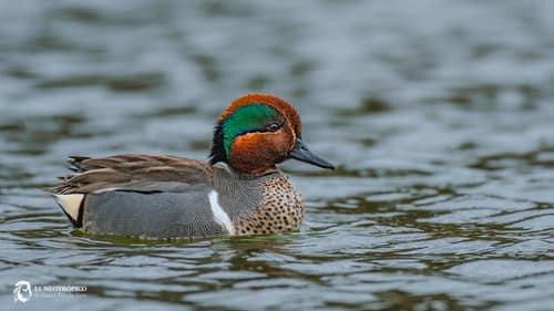 Green-winged Teal reference