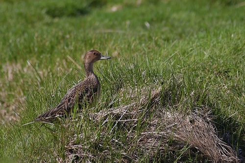 Eaton's Pintail reference