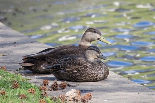 American Black Duck reference