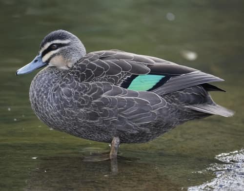 Pacific Black Duck reference
