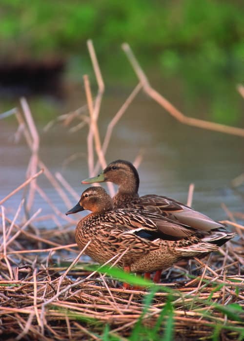 Hawaiian Duck reference