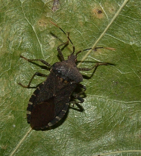 Horned Squash Bug reference