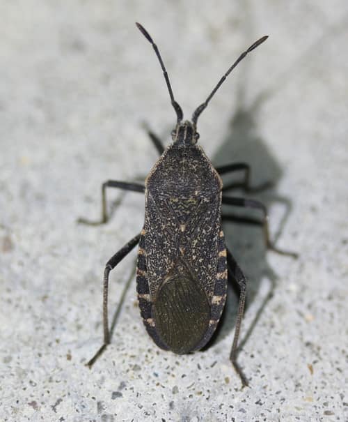 Squash Bug reference